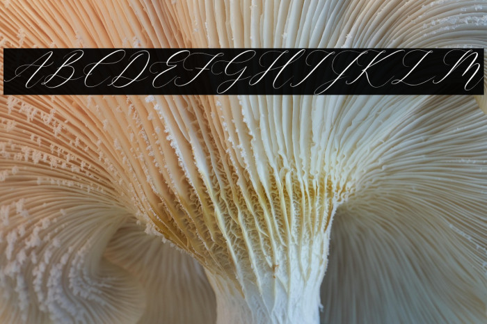 Gashina Lattiva Italic Example 1