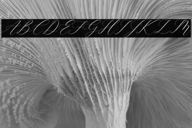 Gashina Lattiva Italic Font examples