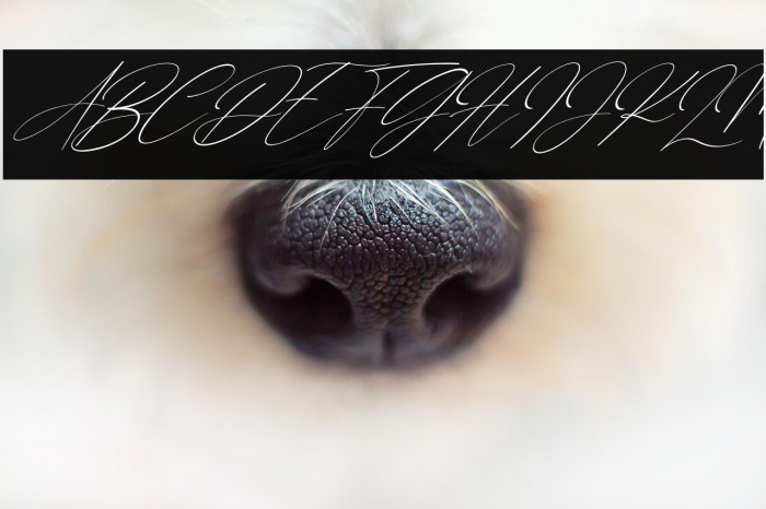 Gathering Day Italic Example 3