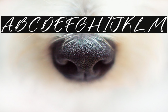 Gatmoley DEMO VERSION Polices examples