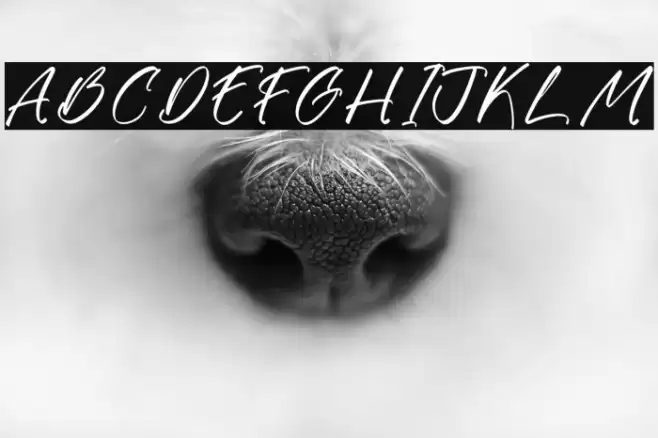 Gatmoley DEMO VERSION Font examples