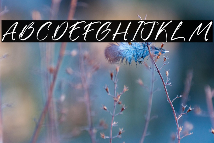 Gatmoley DEMO VERSION Polices examples