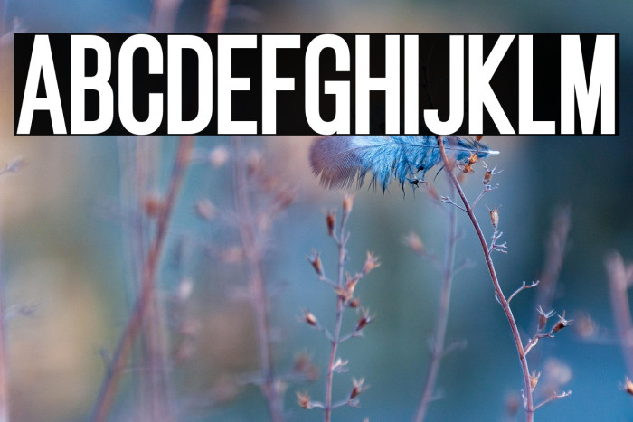 Gatty Extra Bold Example 3