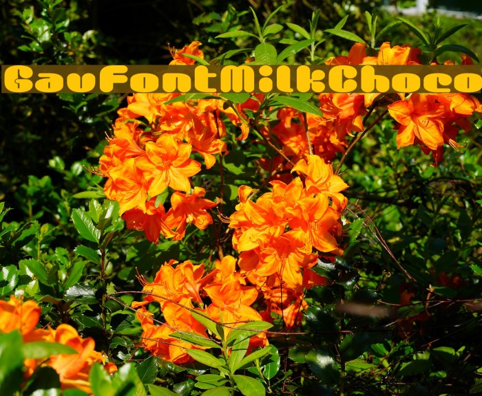 GauFontMilkChoco Example 1