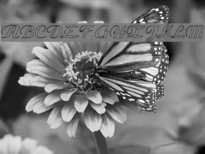 Gauche Display Font examples