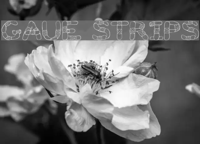 Gauze Strips Font examples
