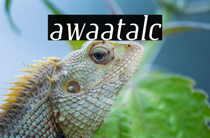 Gawaa Italic Example 1