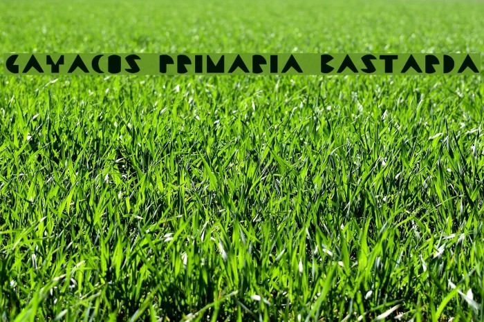 Gayacos Primaria Bastarda Example 1
