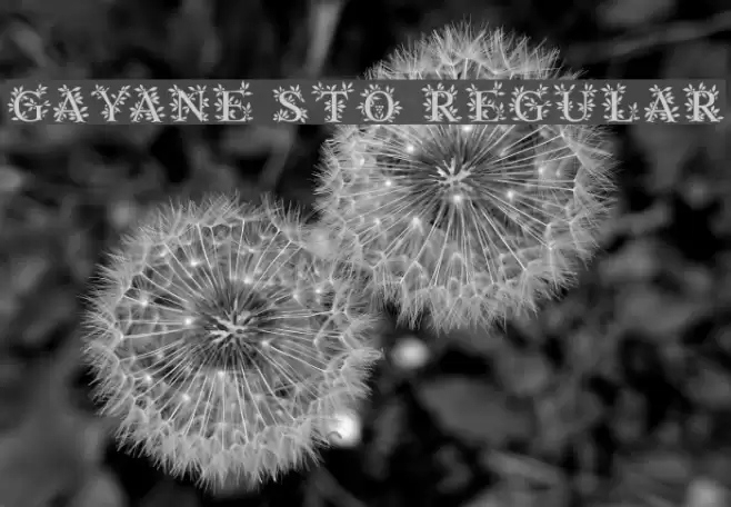 Gayane StO Regular Шрифта examples