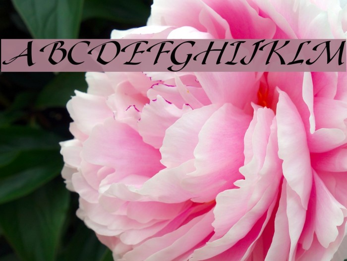 Gaze Italic Font examples