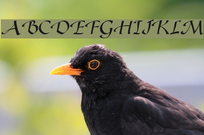Gaze Normal Font examples