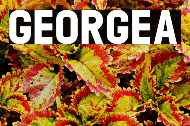 GEORGEA Example 2