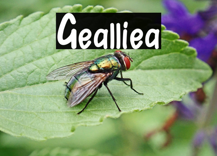 Gealliea Example 3