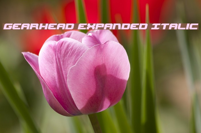 Gearhead Expanded Italic لخطوط تنزيل examples