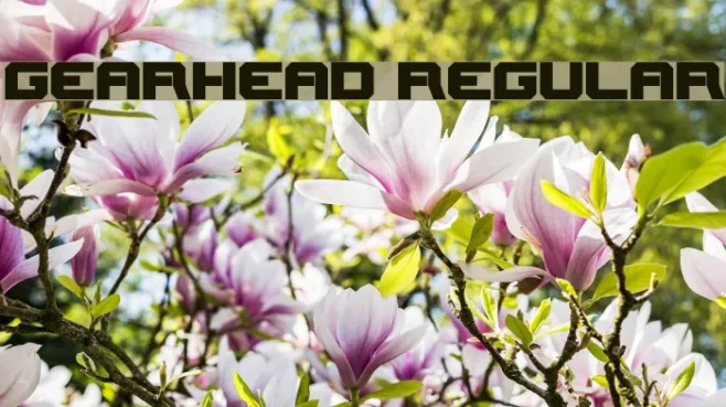 Gearhead Regular Example 1
