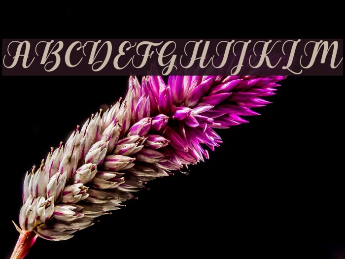 Gebrina Font examples