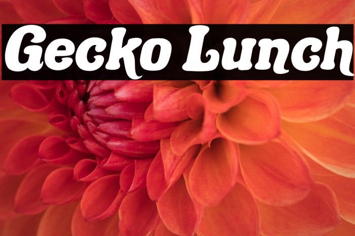 Gecko Lunch Example 3