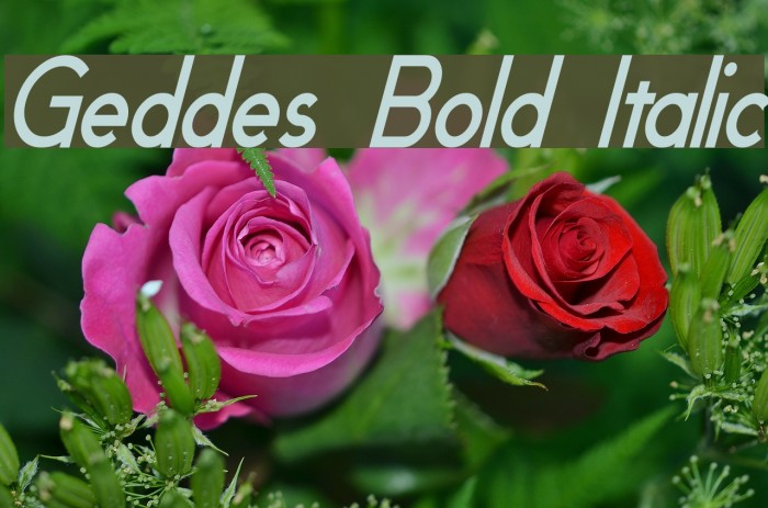 Geddes Bold Italic Font examples