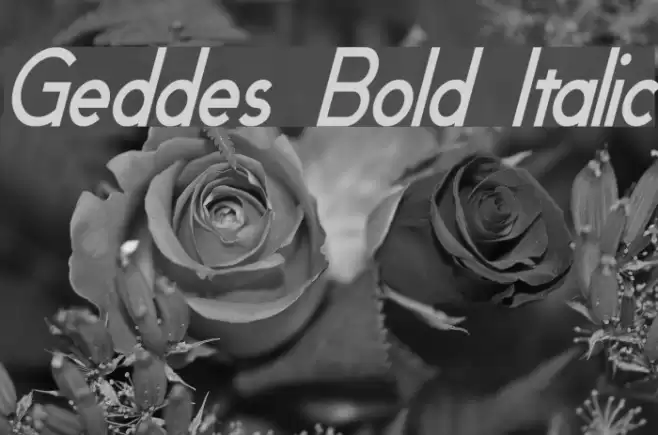 Geddes Bold Italic  examples