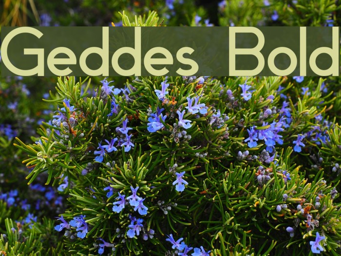 Geddes Bold Font examples