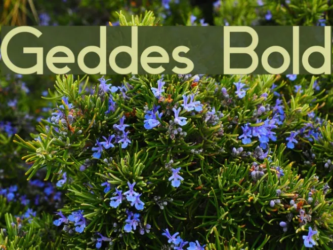 Geddes Bold Example 3
