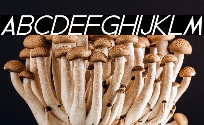 Geddes Italic Example 3