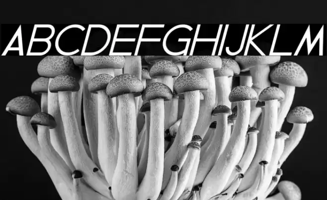 Geddes Italic Font examples