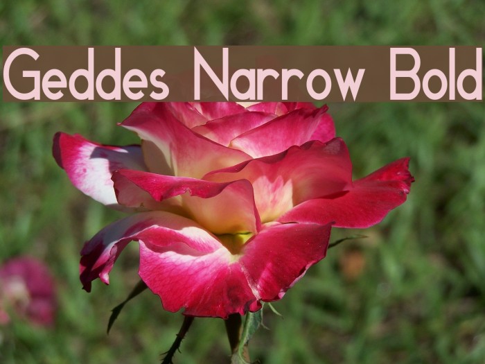 Geddes Narrow Bold Font examples