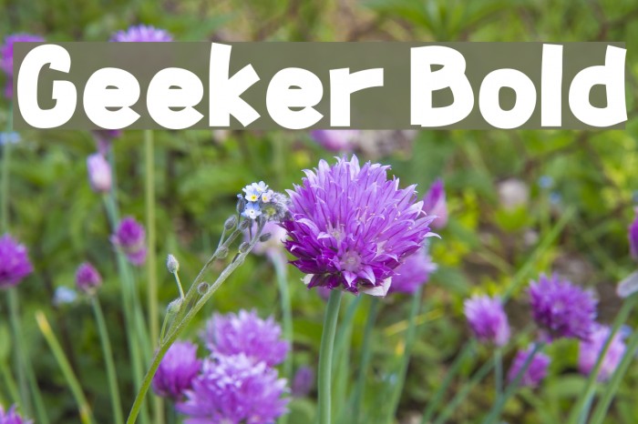 Geeker Bold Example 3
