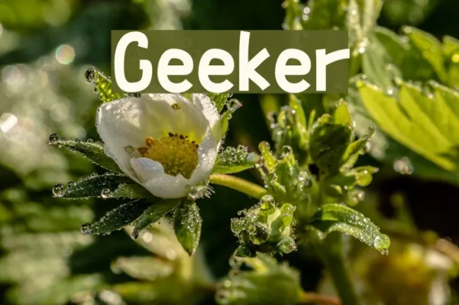 Geeker Example 3