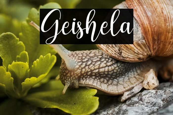 Geishela Example 1