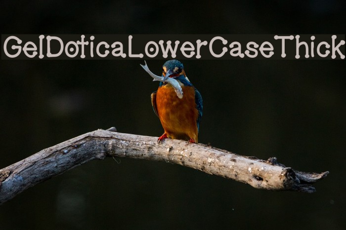 GelDoticaLowerCaseThick Font examples