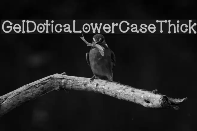 GelDoticaLowerCaseThick Fonte examples