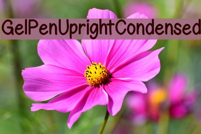 GelPenUprightCondensed Font examples