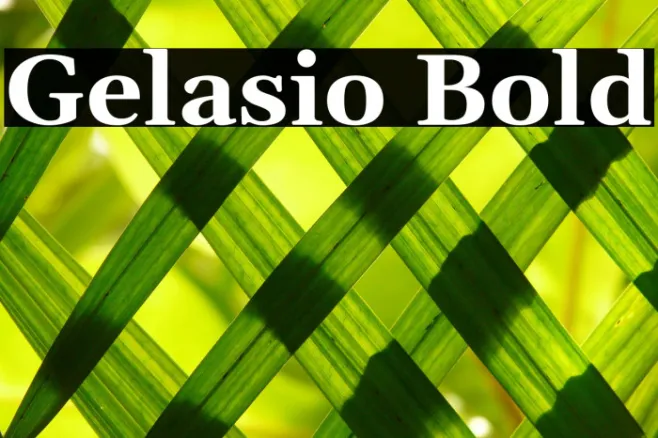 Gelasio Bold Example 1