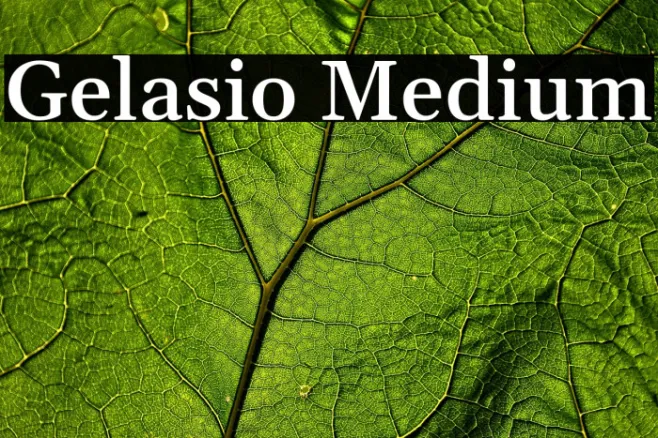 Gelasio Medium Example 1