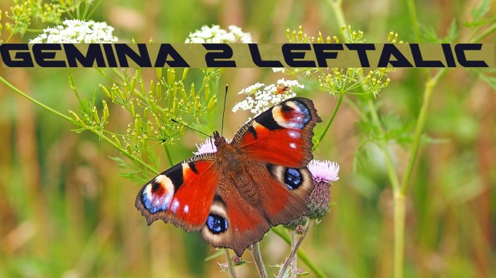 Gemina 2 Leftalic फ़ॉन्ट examples