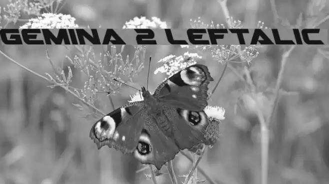Gemina 2 Leftalic Font examples