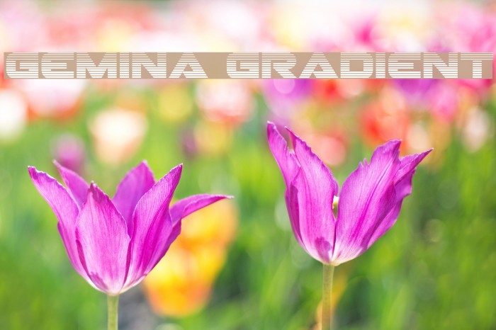 Gemina Gradient Font examples