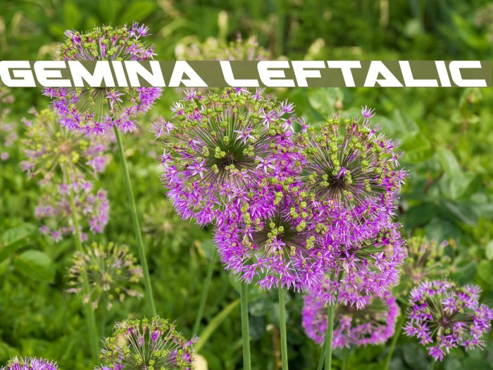 Gemina Leftalic Example 1