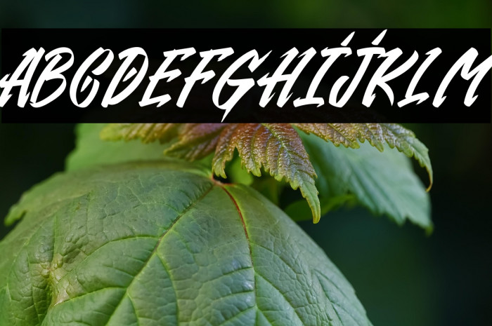 Gendry Regular Example 1