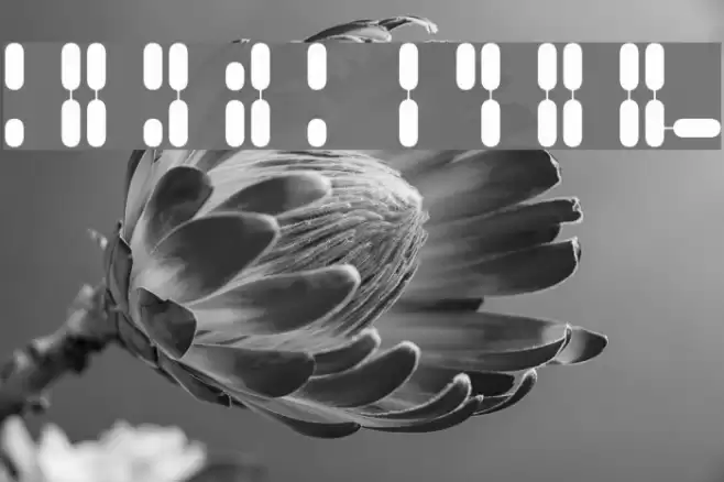 Gene Pool Font examples