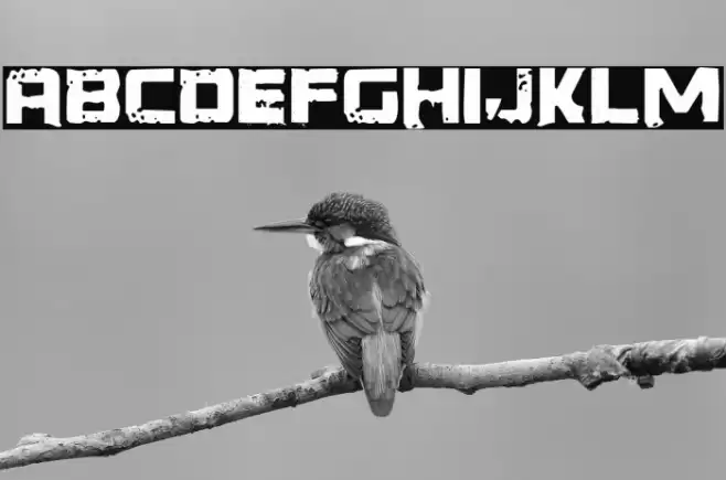 Generator REX Polices examples