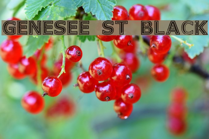 Genesee St Black Example 1