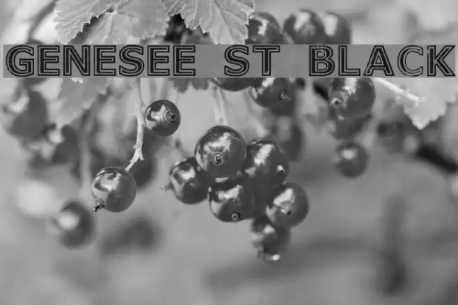 Genesee St Black Font examples