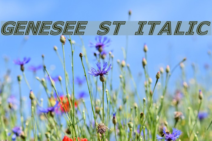 Genesee St Italic Font examples