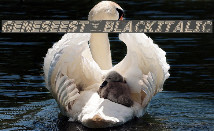 GeneseeSt-BlackItalic Example 2