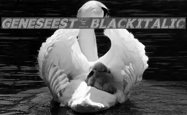 GeneseeSt-BlackItalic Font examples