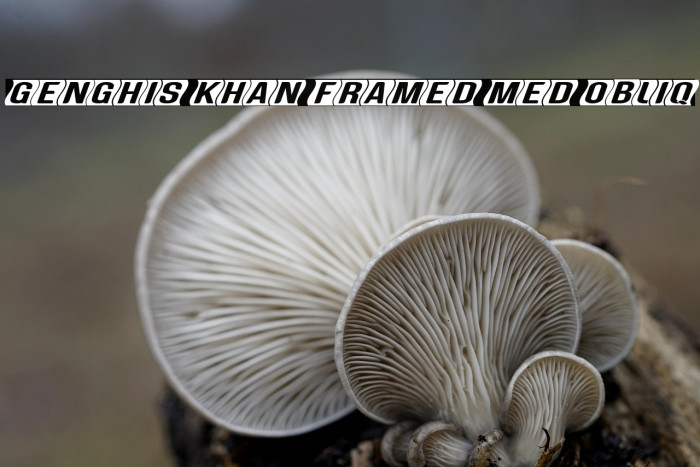 Genghis Khan framed Med Obliq Example 2