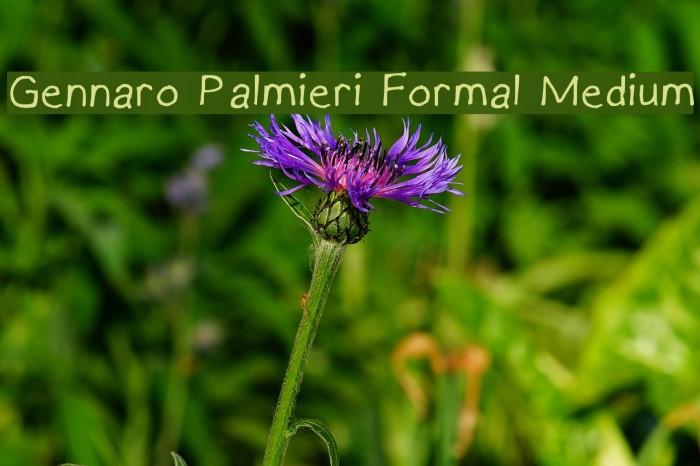 Gennaro Palmieri Formal Medium Font examples